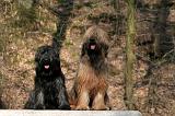 BRIARD 040